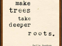 Storms make trees take deeper roots