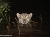 Jaguar coming up for air in the Brazilian Pantanal. Photo by: Rhett A. Butler.