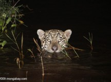 Jaguar coming up for air in the Brazilian Pantanal. Photo by: Rhett A. Butler.