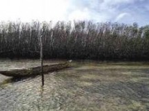 Mangroves of E. Visayas need protection